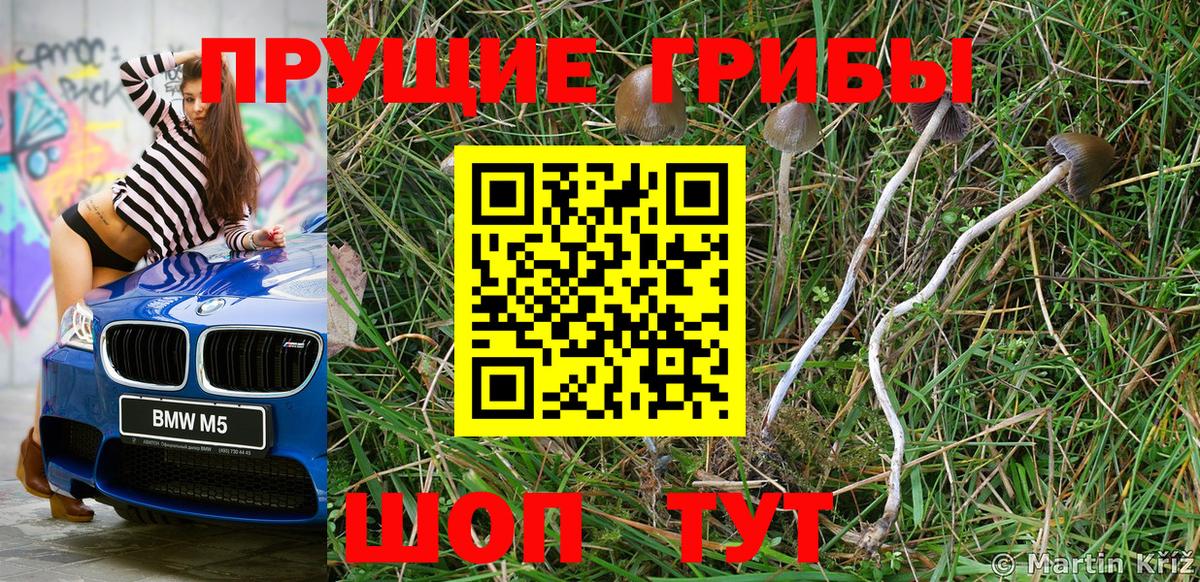 Псилоцибиновые грибы Psilocybine cubensis Сыктывкар